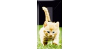 913_tissue_rood_kitten